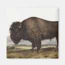 Suche nach bison magnete Tierwelt
