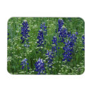Suche nach lupine magnete Natur