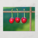 Recherche de cerises rouges cartes postales Coloré
