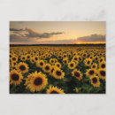 Recherche de tournesol jaune cartes postales Bouquet
