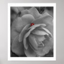 Suche nach wanze poster Blume