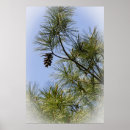 Recherche de aiguilles de pin art Botanique