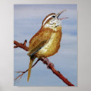 Suche nach singvogel poster Vogelbeobachtung