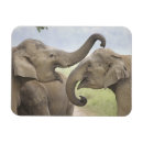 Suche nach indischer elefant magnete Wiese