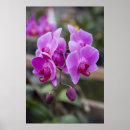 Suche nach lila blüten poster Blumen