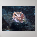 Recherche de seiches posters Calmar