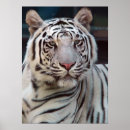 Suche nach auge des tigers poster Bengalisch