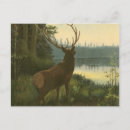 Recherche de wapiti cartes postales Animal