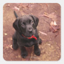 Recherche de laboratoire noir Dog