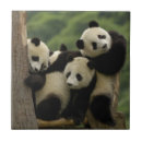 Suche nach großer panda fliesen China