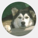 Recherche de malamute autocollants Dog