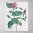 Recherche de redouté posters Botanical