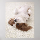 Suche nach kavalier poster Hund