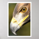 Suche nach adlerauge Goldadler