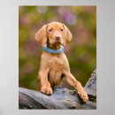 Recherche de vizsla poster Chiot