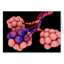 Recherche de vaisseaux sanguins cartes postales Conduits alvéolaires