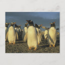 Suche nach gentoo pinguin postkarten Kolonie