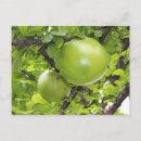 Recherche de fruit exotique cartes postales Botanique
