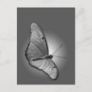 Recherche de julia cartes postales Insecte