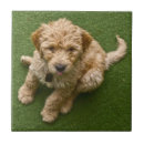 Recherche de assis carreaux Chiot