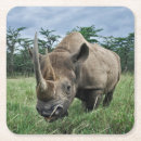 Recherche de rhinocéros dessous de verres Animaux sauvages