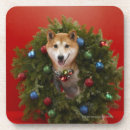 Suche nach shiba inu untersetzer Studioschuß