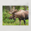 Suche nach kenai halbinsel poster Hirsch