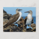 Suche nach galapagos inseln postkarten Superstock