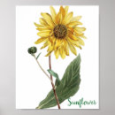 Suche nach sonnenblumen geschenke Gelbe blume