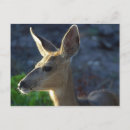 Recherche de deer cartes postales Nature