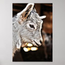 Suche nach wilde ziege poster Tiere
