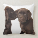 Recherche de chiot labrador coussins Animaux domestiques