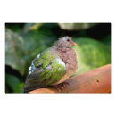 Suche nach doves poster Tierwelt