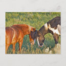 Suche nach wilde pferde postkarten Wildpferd