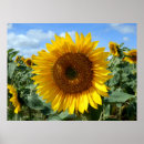 Suche nach sonne blume poster Pflanze