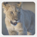 Recherche de animal faces autocollants Faune