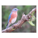 Recherche de oiseaux bleus orientaux Oiseau bleu oriental
