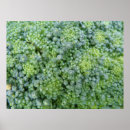 Suche nach broccoli poster Gartenbau