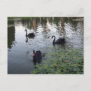 Suche nach schwarzer schwan postkarten See