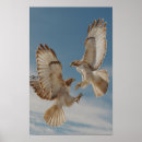 Suche nach bussard poster Greifvögel