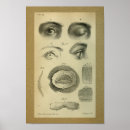 Recherche de oeil humain posters Anatomie