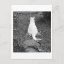 Suche nach zen katze poster Dutzend