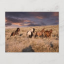 Suche nach wildes pferd postkarten Wildpferd