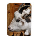 Recherche de de chèvre magnets Fermes