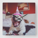 Recherche de bouledogues horloges Mignon