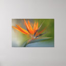 Suche nach original leinwandbilder Blume