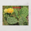 Suche nach cactus postkarten Bunt