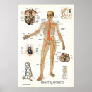 Recherche de heart posters Anatomy