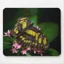 Suche nach nymphe mousepads Blume
