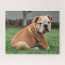 Recherche de bulldog puzzles Cute